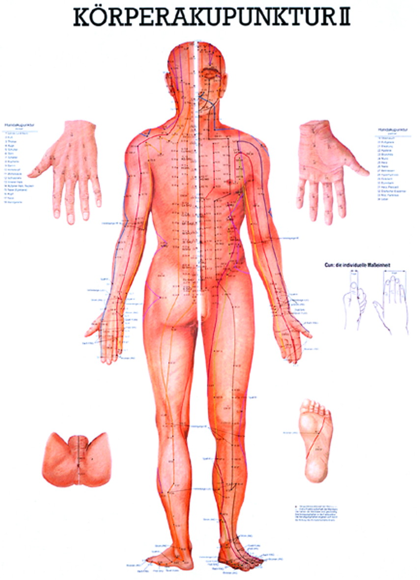 Anatomische Lehrtafel - Körperakupunktur II