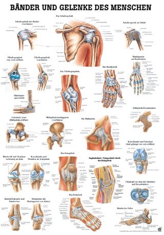 Anatomische Lehrtafel - Bänder & Gelenke des Menschen