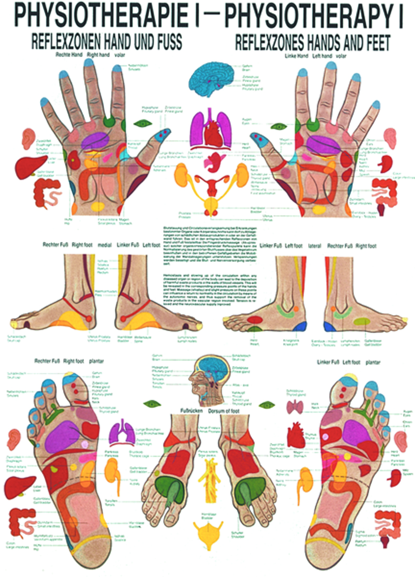 Anatomische Lehrtafel - Physiotherapie I, Reflexzonen Hand u. Fuß