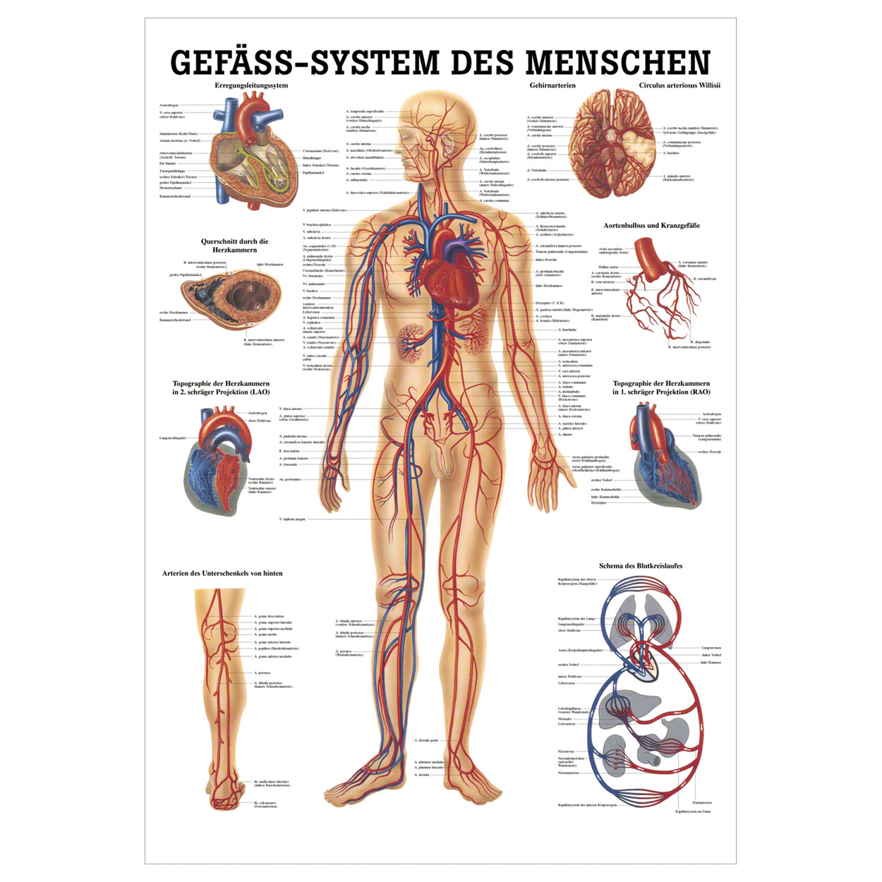 Anatomische Lehrtafel - Gefäss-System des Menschen