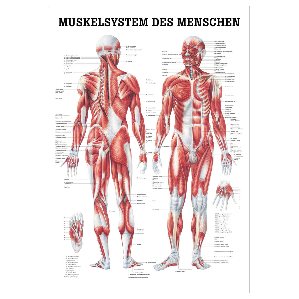 Anatomische Lehrtafel - Muskelsystem des Menschen