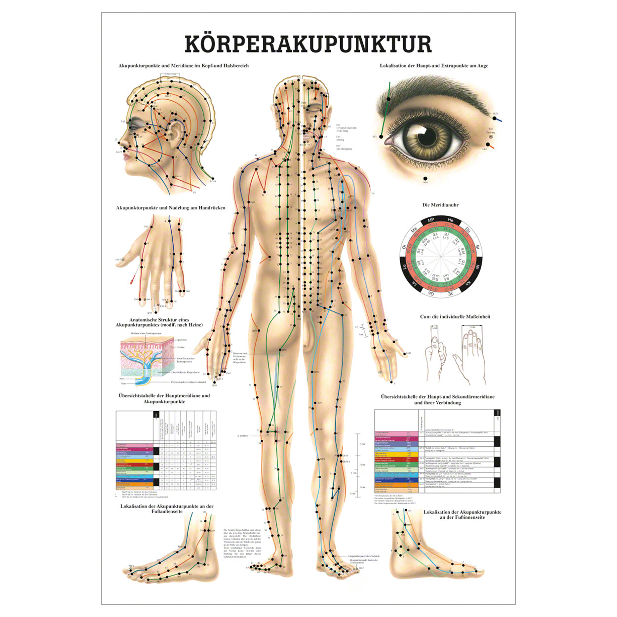 Anatomische Lehrtafel - Körperakupunktur