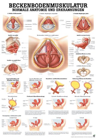 Anatomische Lehrtafel - Beckenbodenmuskulatur