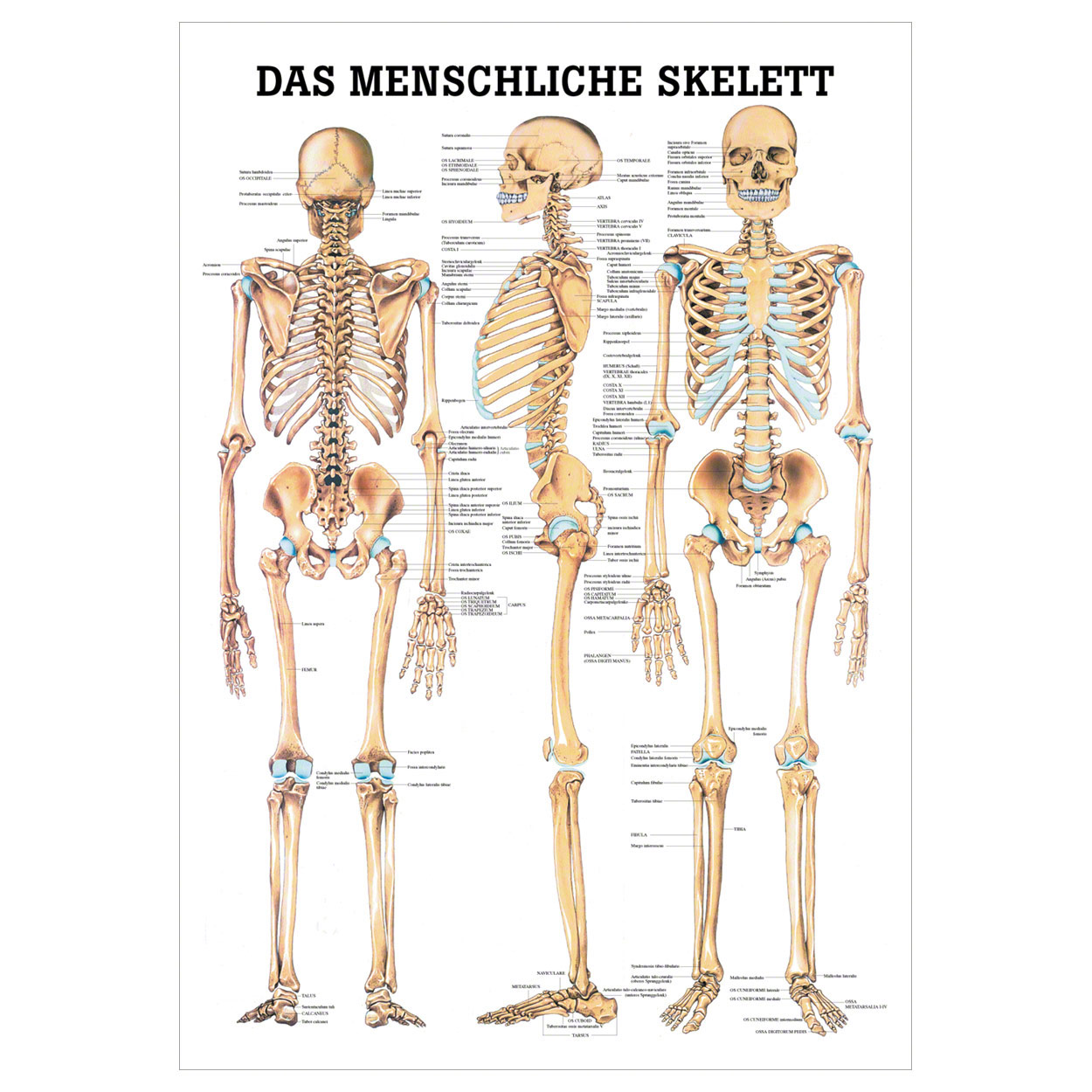 LM20_1 Anatomische Lehrtafel - Das menschliche Skelett