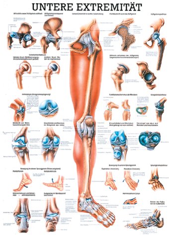Anatomische Lehrtafel - Die untere Extremität