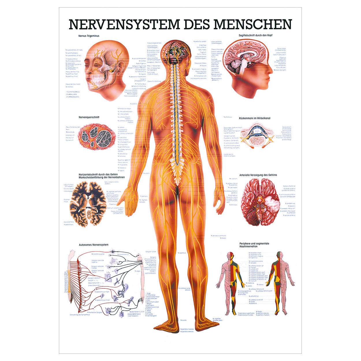 Anatomische Lehrtafel - Nervensystem des Menschen