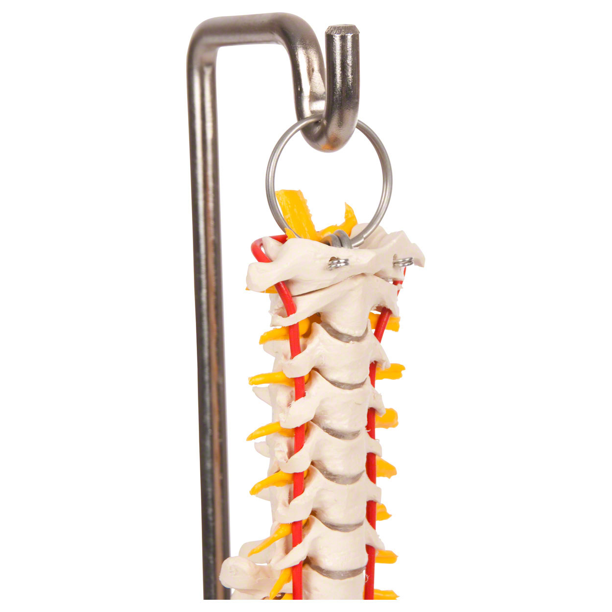 Mini - Wirbelsäule 