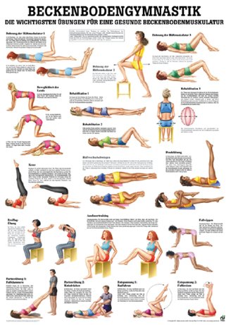 Anatomische Lehrtafel - Beckenbodengymnastik